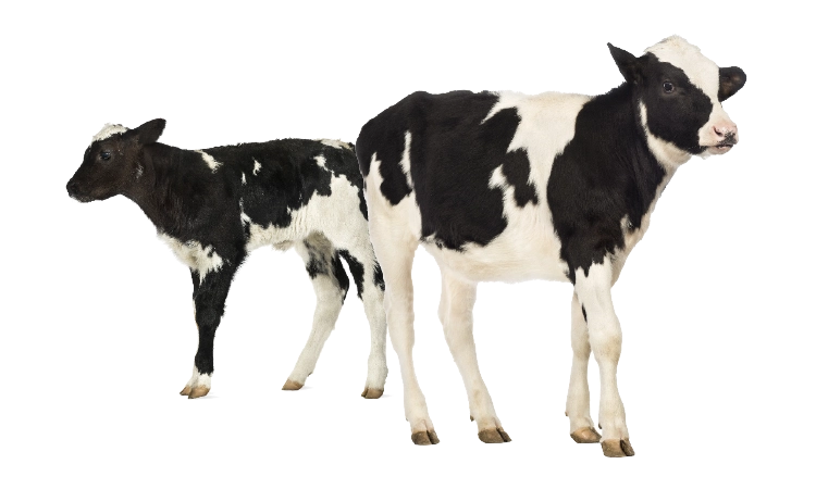 Two healthy Holstein-Friesian calves raised on a fortified milk-feeding program