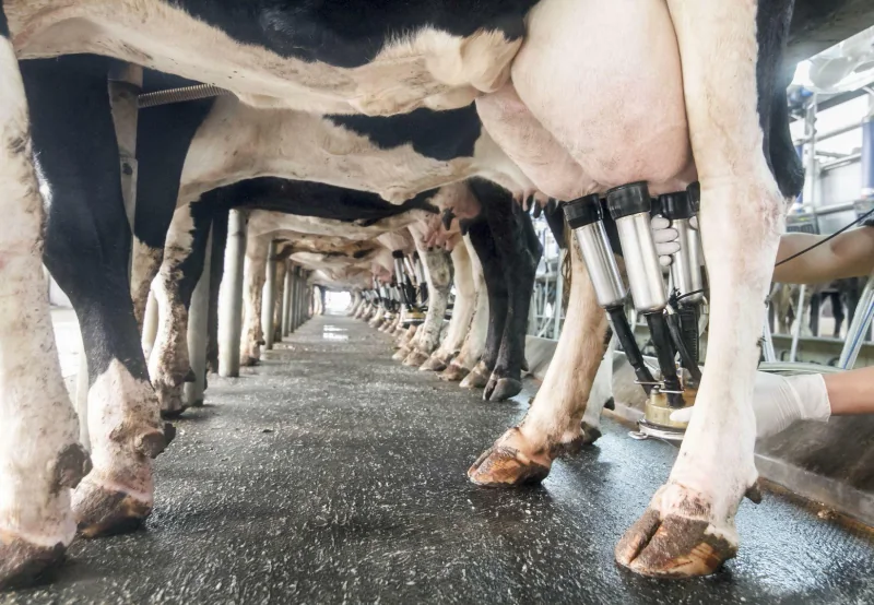 Does Live Yeast Actually Increase Milk Yield? The ActiSaf SC 47 Evidence — 4Sight agriculture article