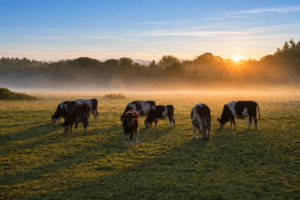 Cattle grazing in a misty paddock at sunrise — 4Sight regenerative agriculture