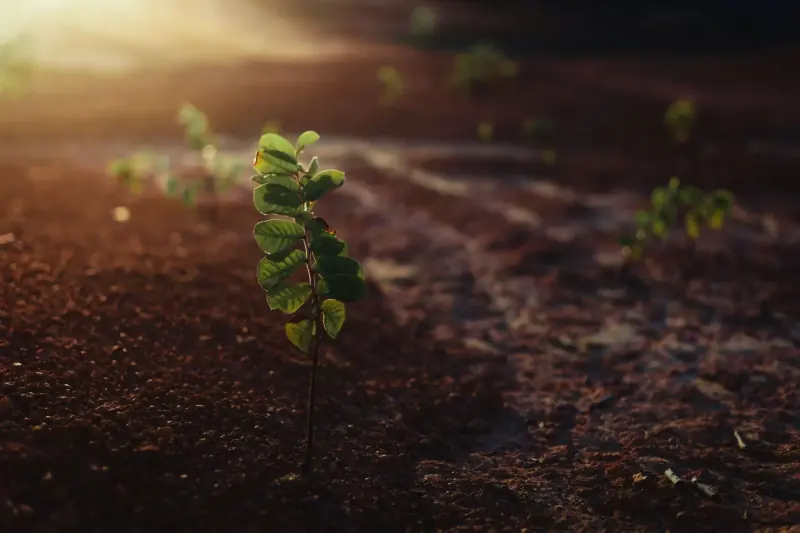 Young green plant growing in dark soil