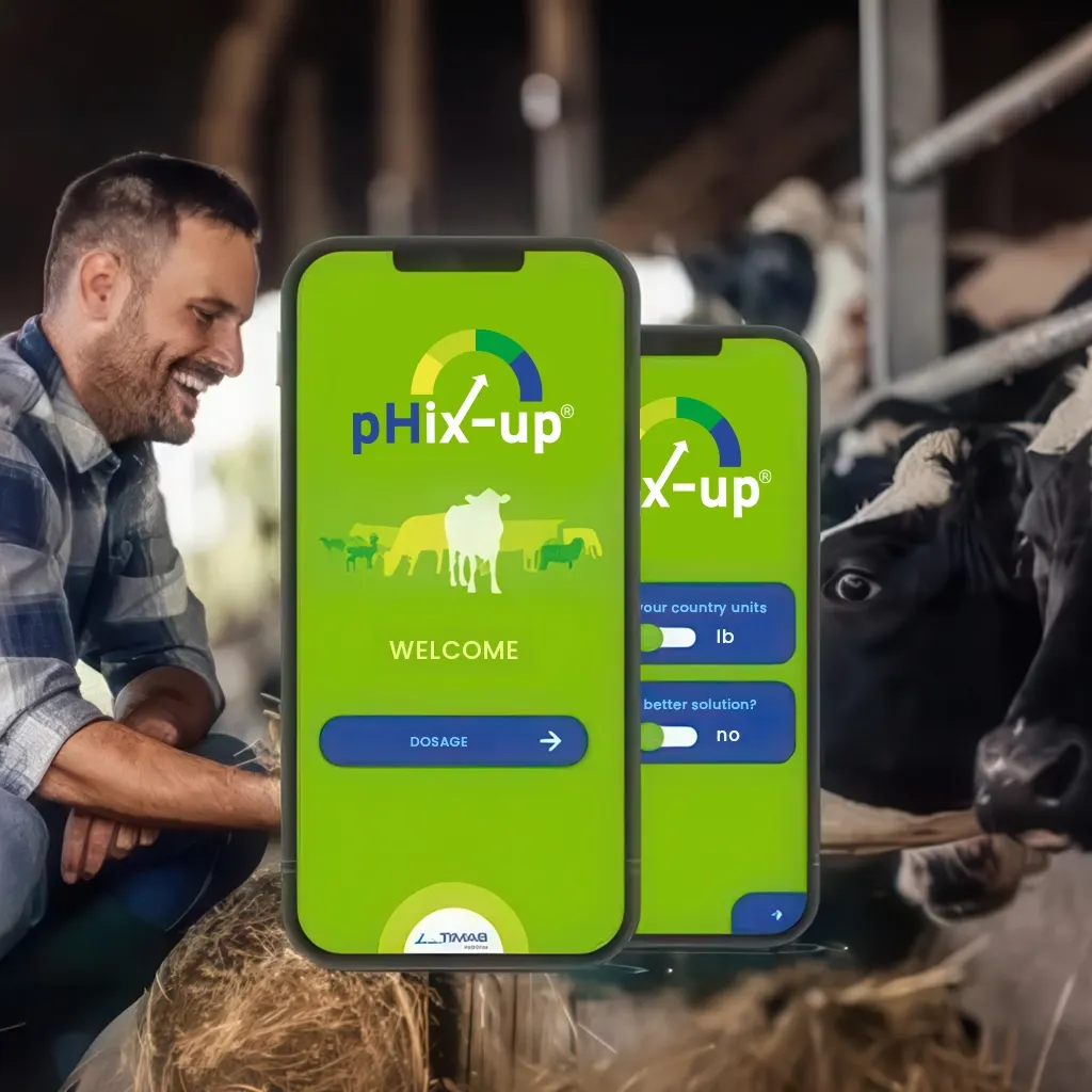 Farmer using pHix Up rumen pH monitoring app with dairy cattle